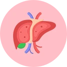 Liver