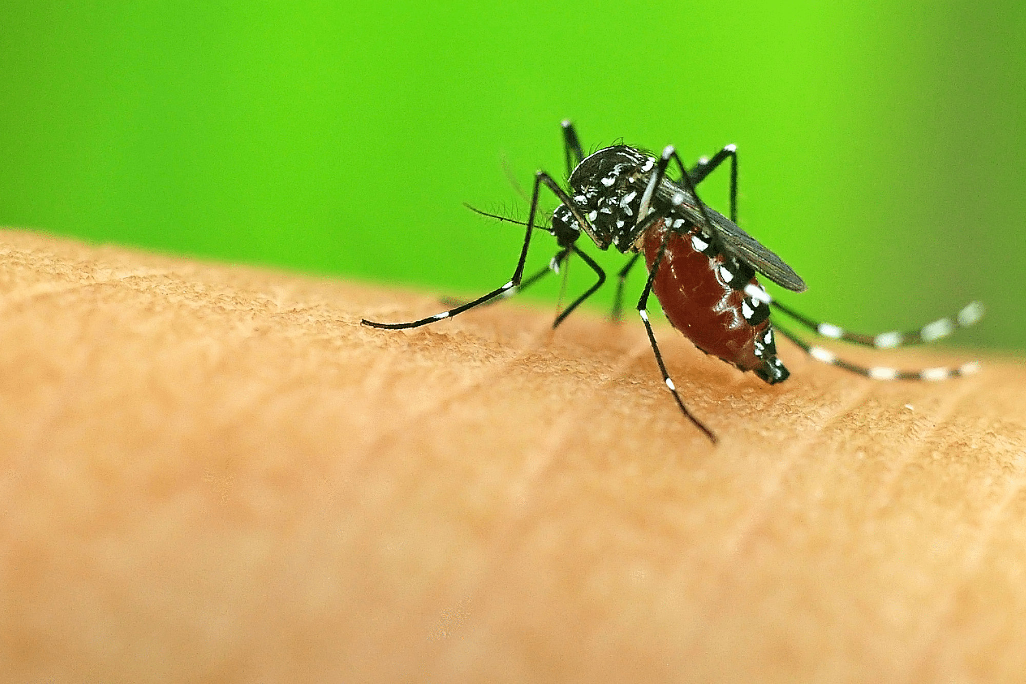 Everything you need to know about malaria and its treatment